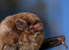 our complicated relationship with bats