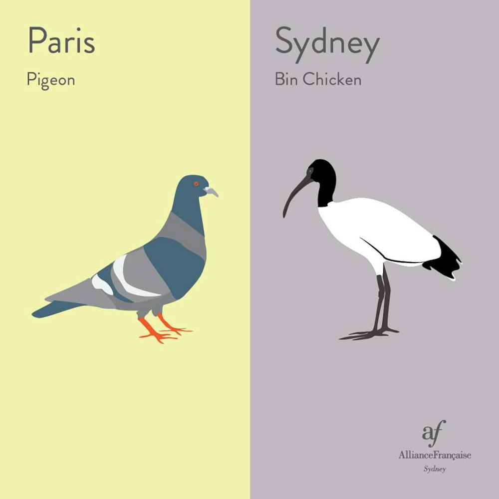 telt Gensidig rørledning Friday essay: the rise of the 'bin chicken', a totem for modern Australia