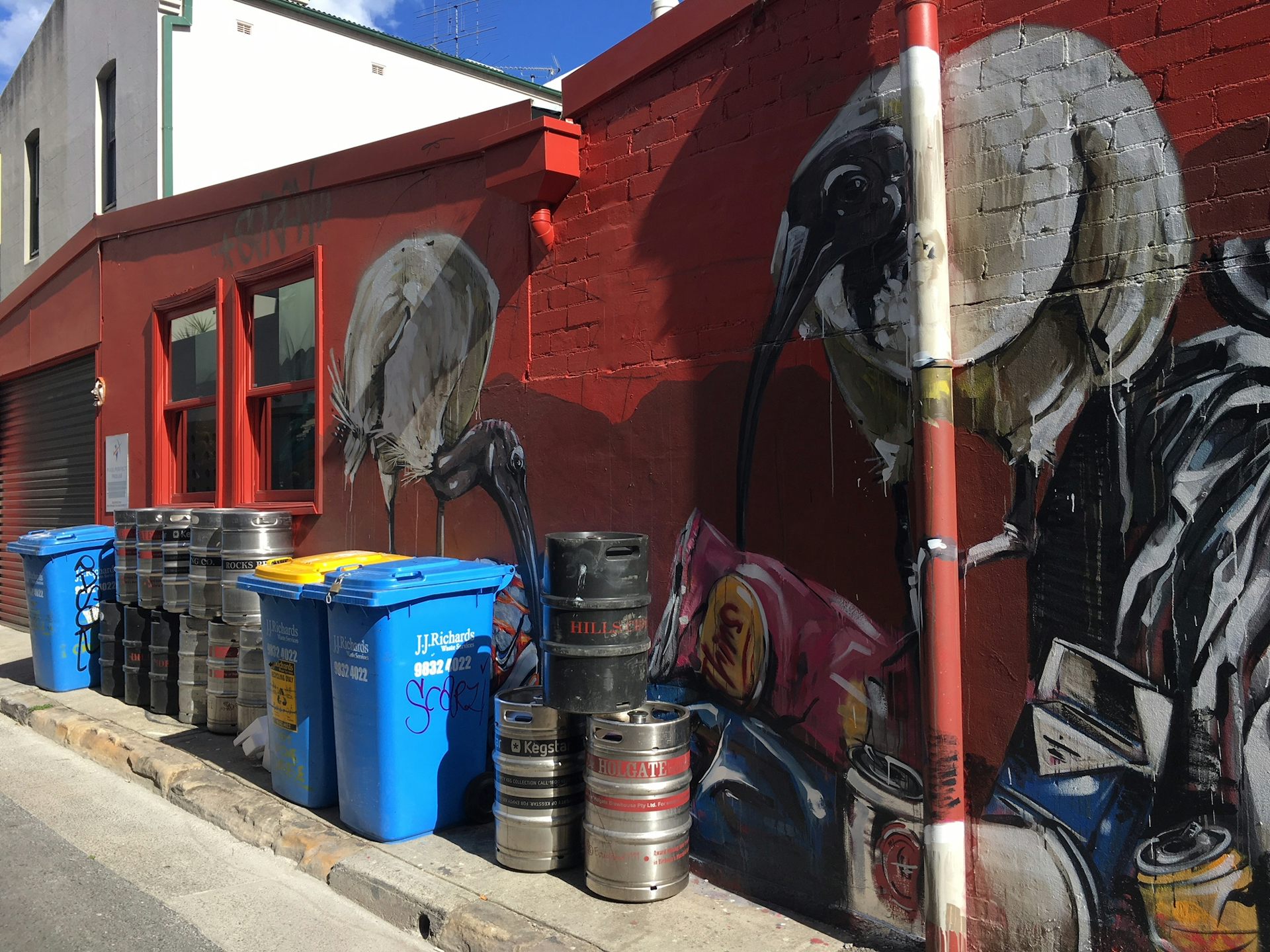 the rise of the 'bin chicken', a totem for modern Australia