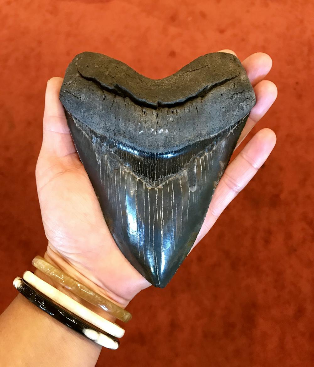 Where To Find Megalodon Teeth In Canada - Teeth Poster