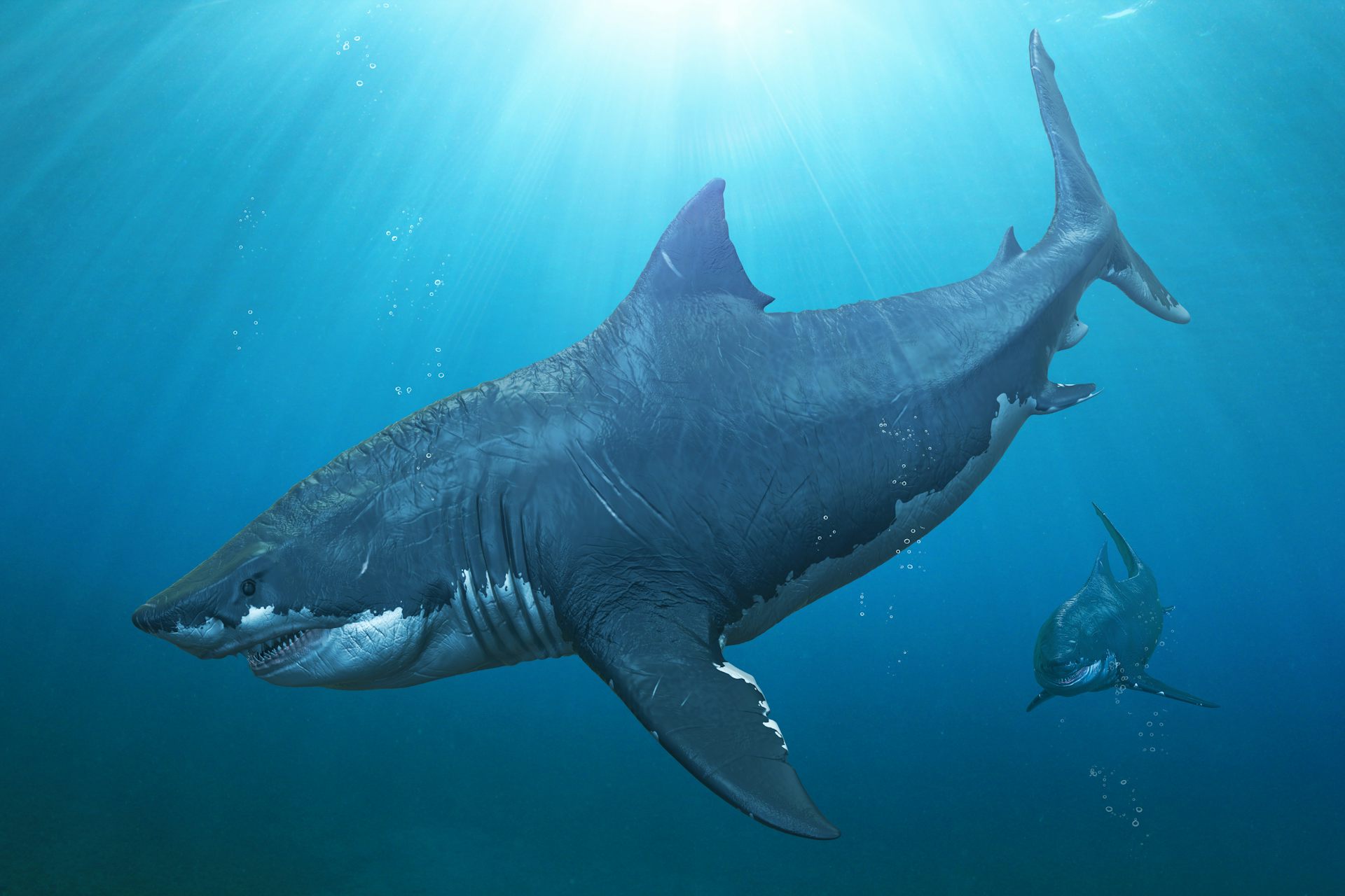 The Meg the ocean s fossil record is a treasure trove for