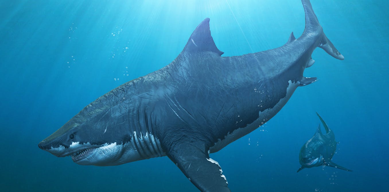 The Meg The Ocean S Fossil Record Is A Treasure Trove For Potential Monster Movies