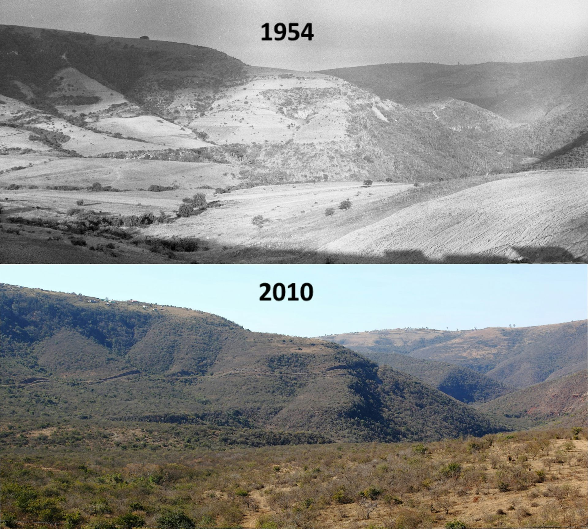 Woody plants on the march trees and shrubs are encroaching across Africa
