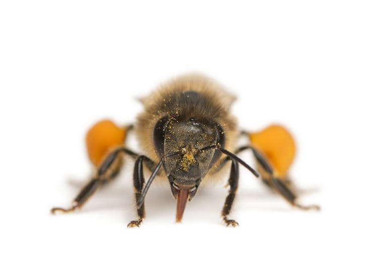 Are they watching you? The tiny brains of bees and wasps can recognise faces