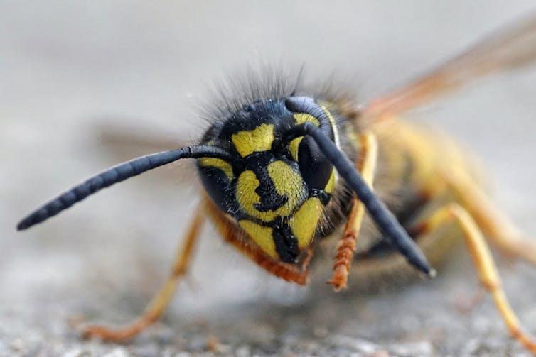 Are they watching you? The tiny brains of bees and wasps can recognise faces