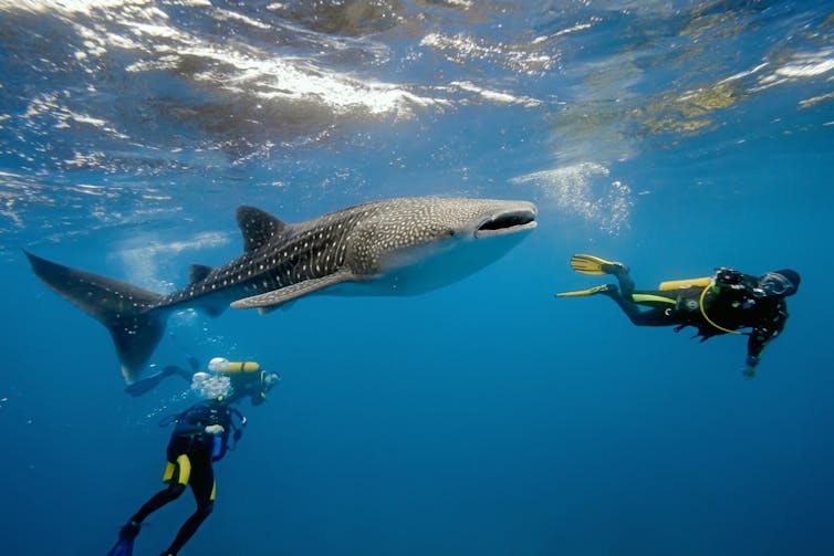 The Meg is a horror story but our treatment of sharks is scarier