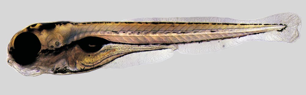 Animals in research: zebrafish