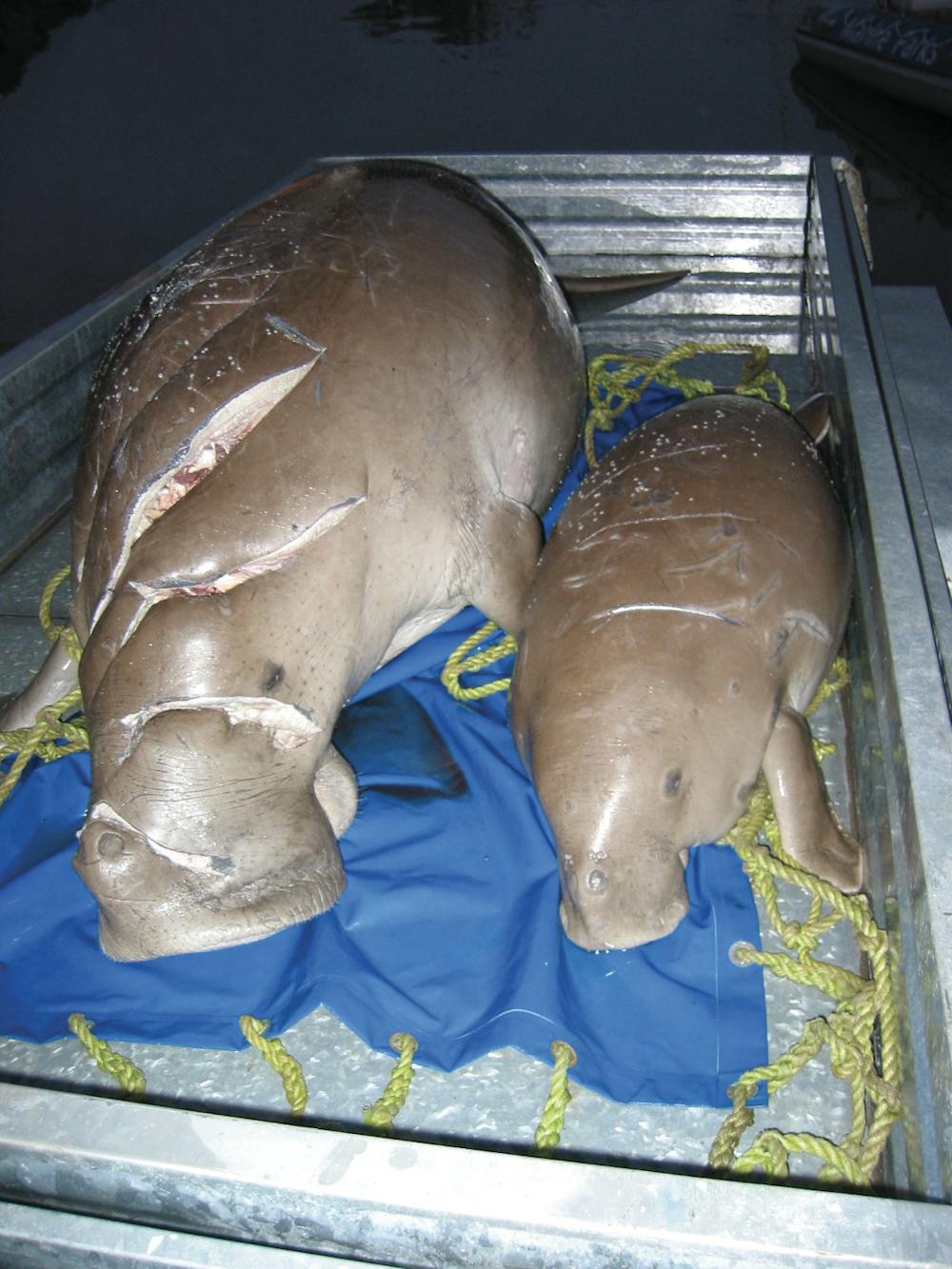 Dugongs are safer in Torres Strait than Townsville