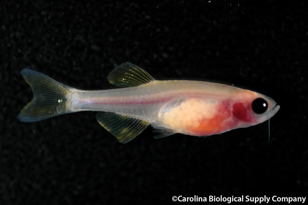 Zebrahead Fish Animals in research: zebrafish