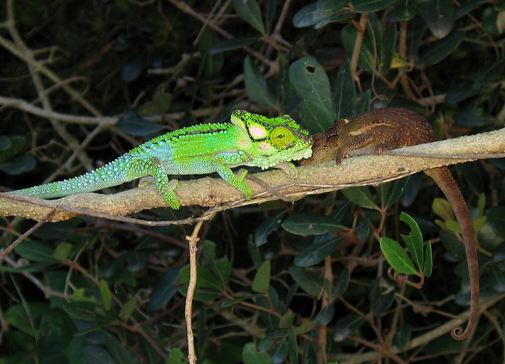 how do chameleons and other creatures change colour