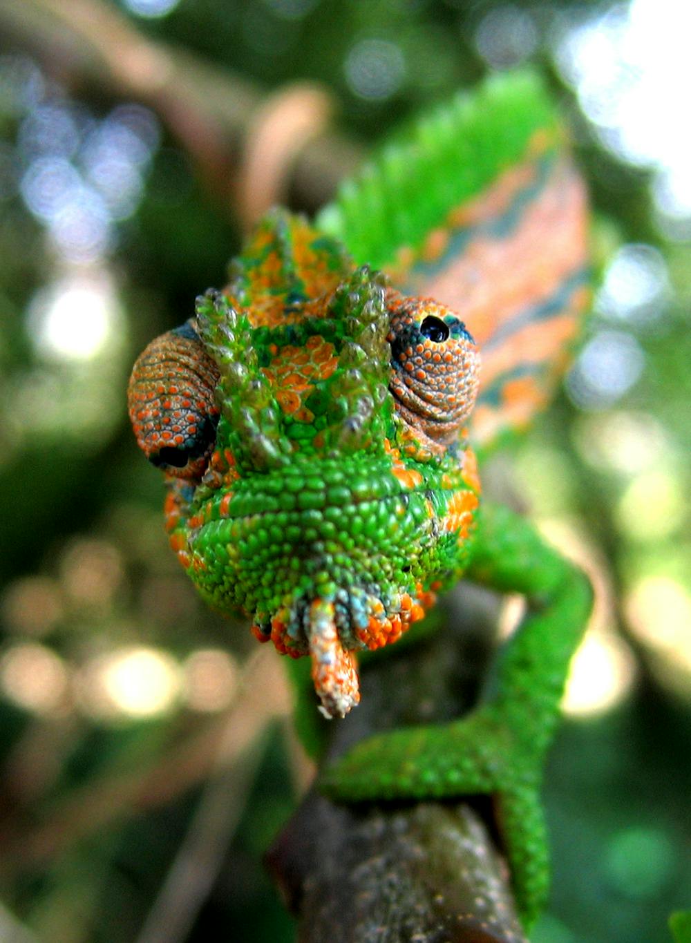 Lizard Skin Color Change