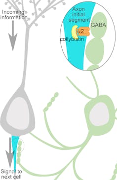 Flip a switch and shut down seizures? New research suggests how to turn off out-of-control signaling in the brain