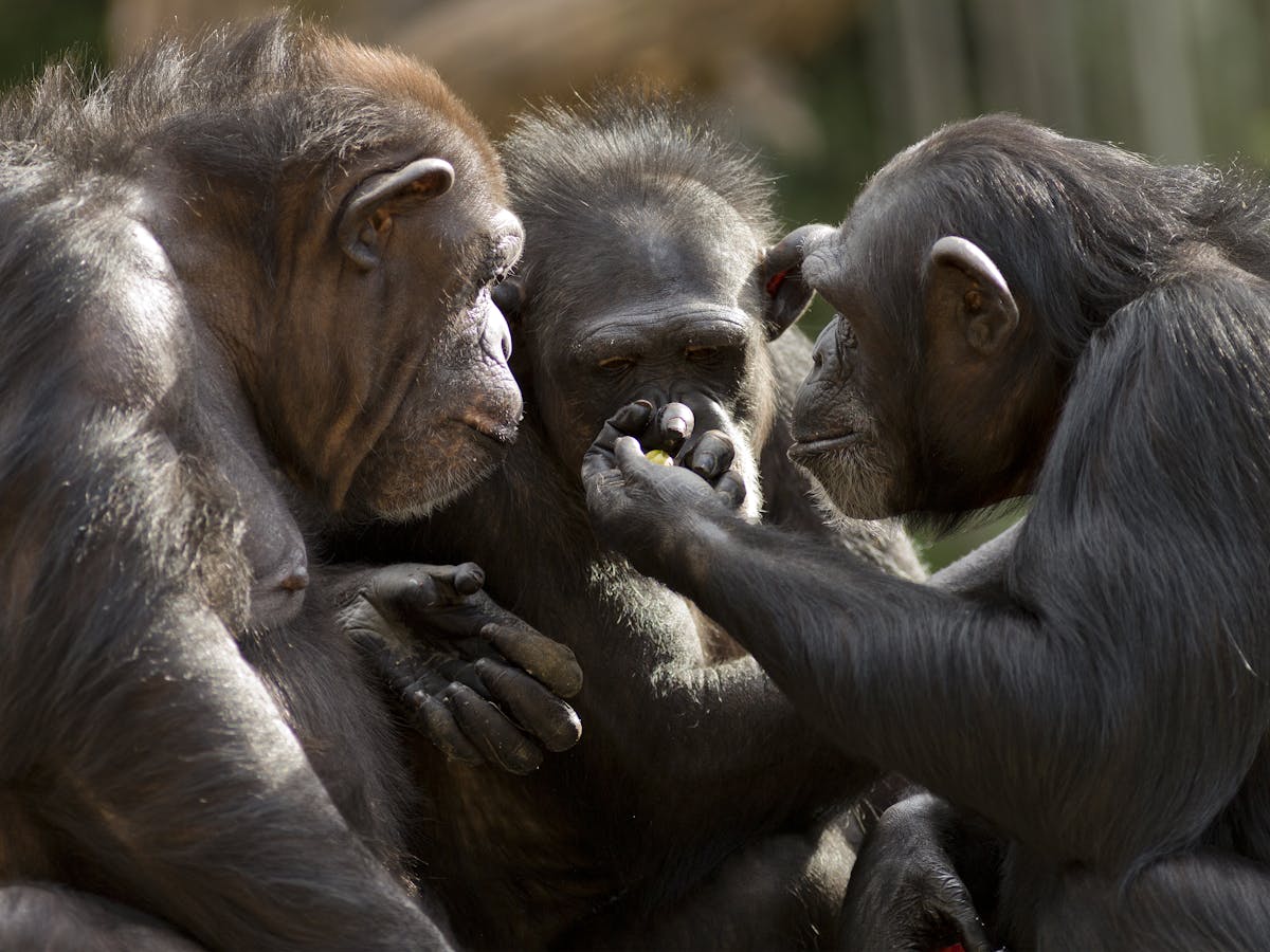 Why Apes Can T Talk Our Study Suggests They Ve Got The Voice But Not The Brains Why Apes Can T Talk Our Study Suggests They Ve Got The Voice But Not The Brains