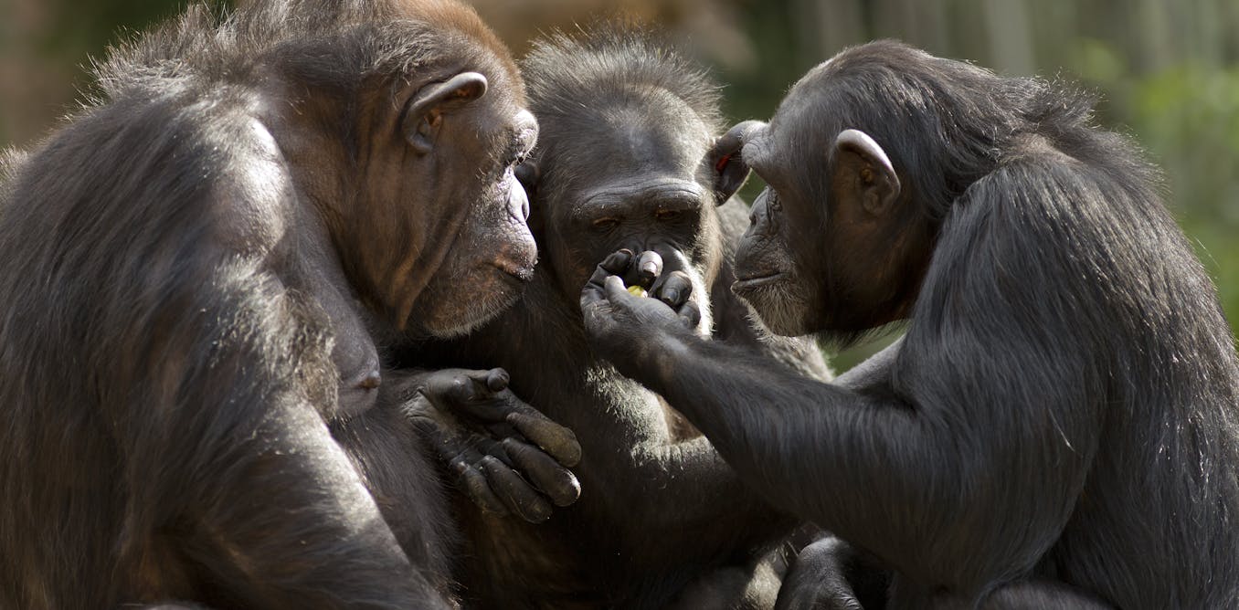Why apes can't talk: our study suggests they've got the voice but not the  brains