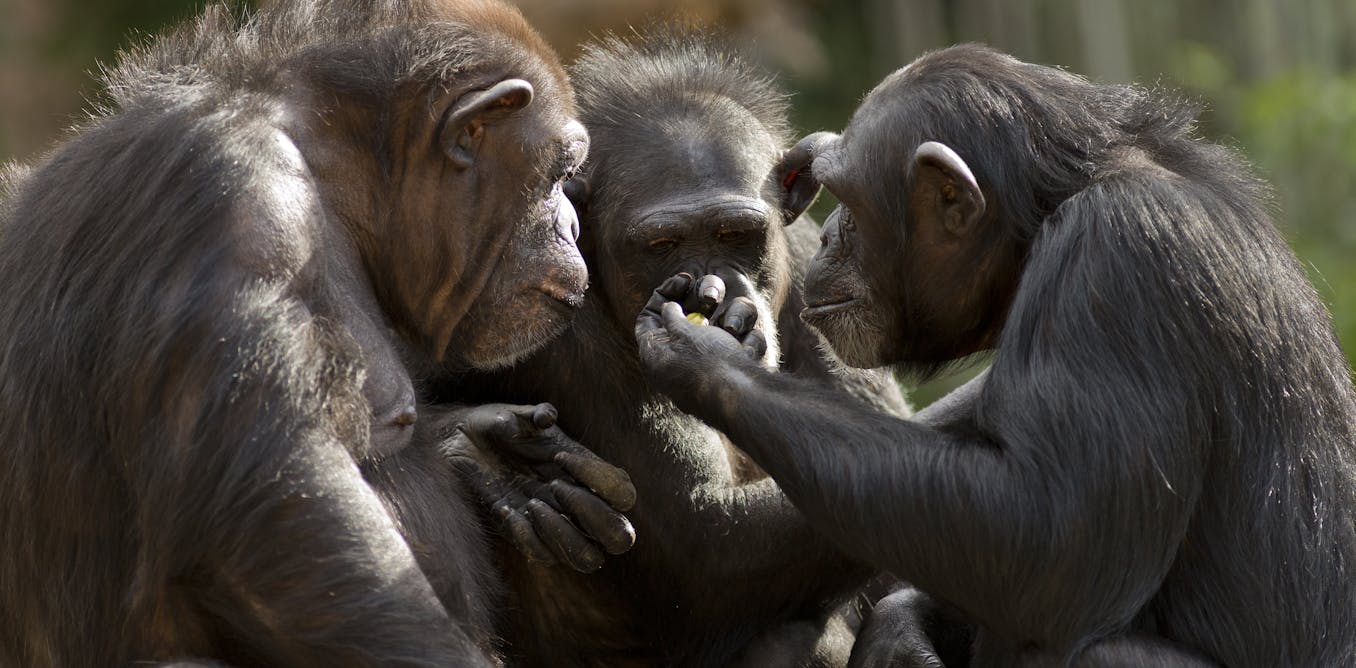 Why apes can't talk: our study suggests they've got the voice but not the brains