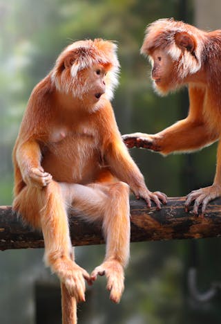 Why Apes Can T Talk Our Study Suggests They Ve Got The Voice But Not The Brains Why Apes Can T Talk Our Study Suggests They Ve Got The Voice But Not The Brains