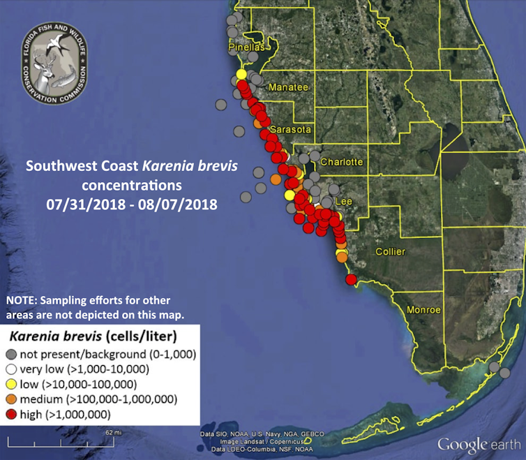 ¿Qué está causando la crisis de algas en Florida? 5 preguntas con respuesta