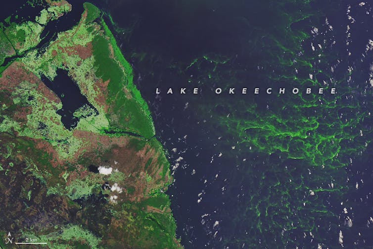 ¿Qué está causando la crisis de algas en Florida? 5 preguntas con respuesta