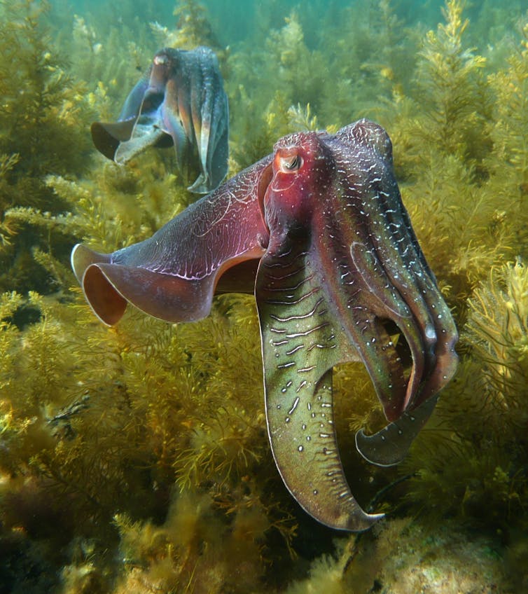 Why we're watching the giant Australian cuttlefish