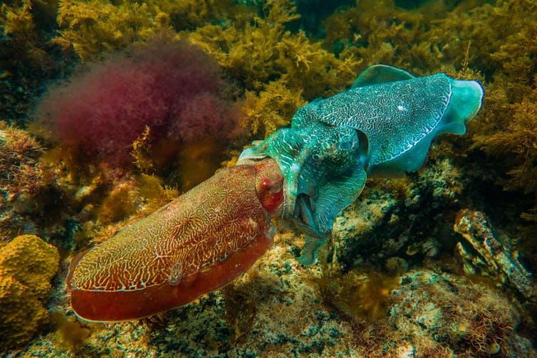 Why we're watching the giant Australian cuttlefish