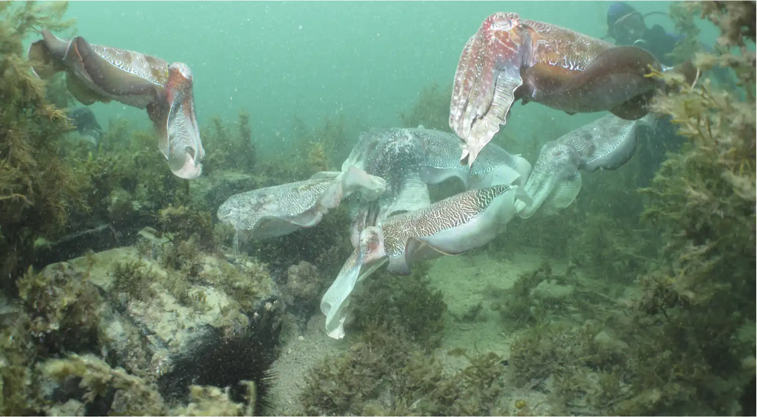 Why we’re watching the giant Australian cuttlefish