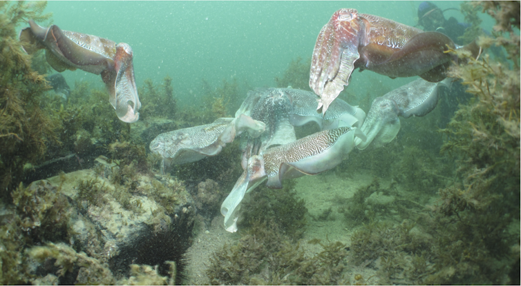 Why we're watching the giant Australian cuttlefish