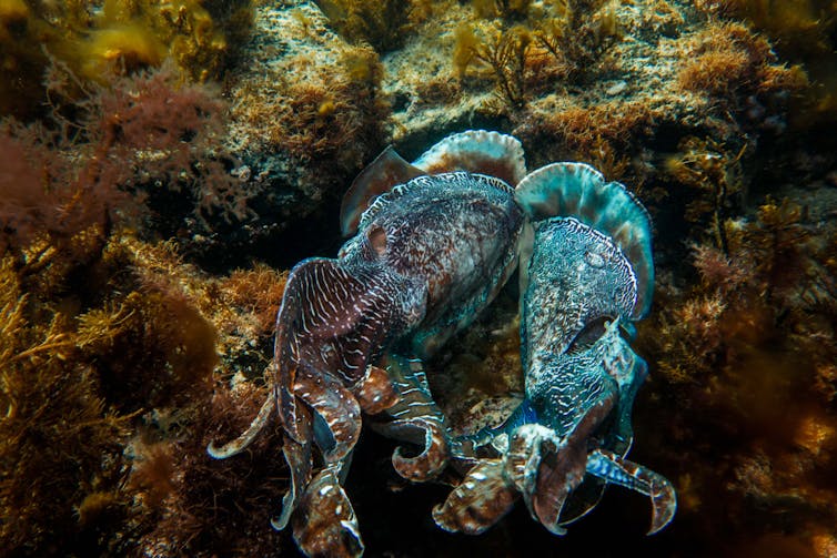 Why we're watching the giant Australian cuttlefish