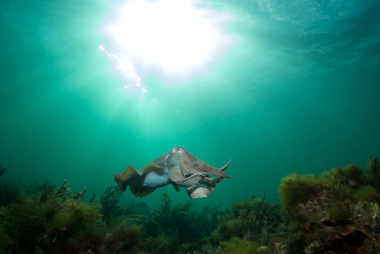 Why we're watching the giant Australian cuttlefish