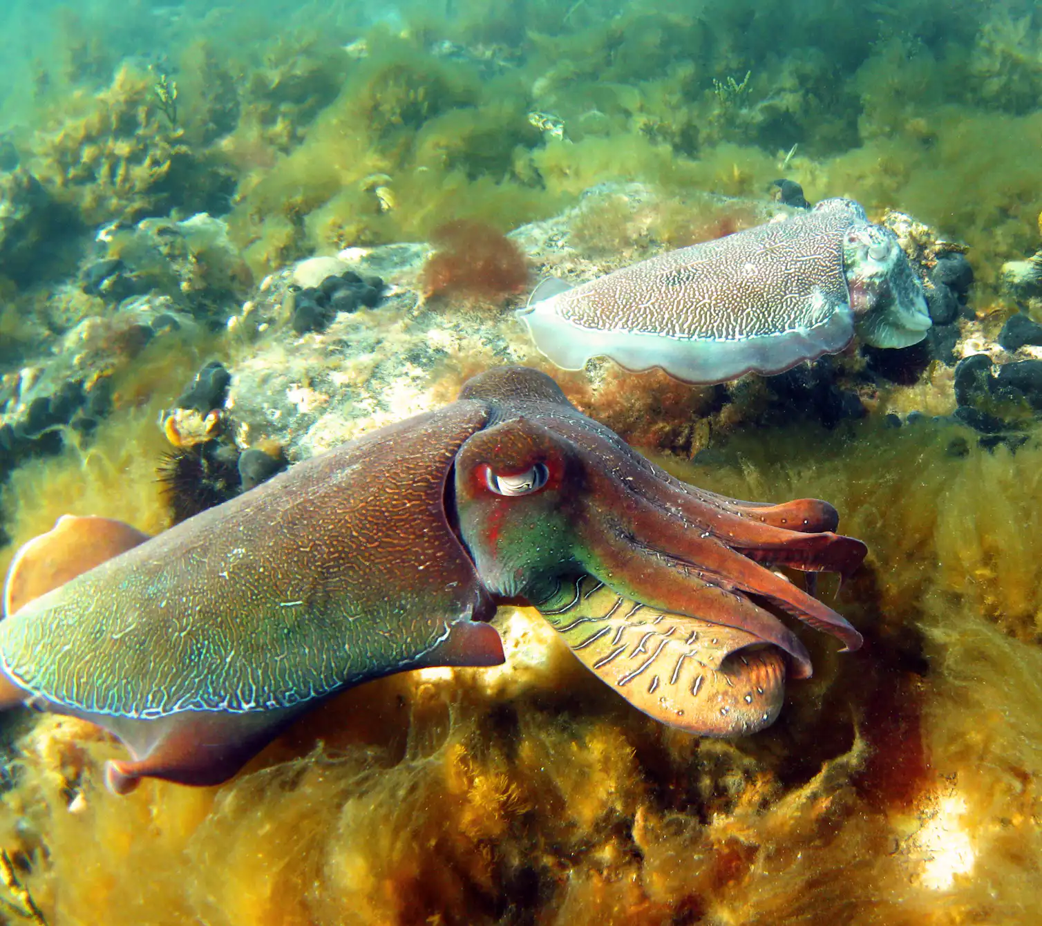 Why we’re watching the giant Australian cuttlefish