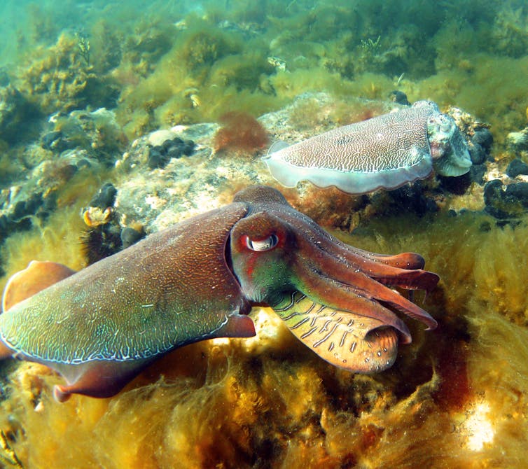 Why we're watching the giant Australian cuttlefish