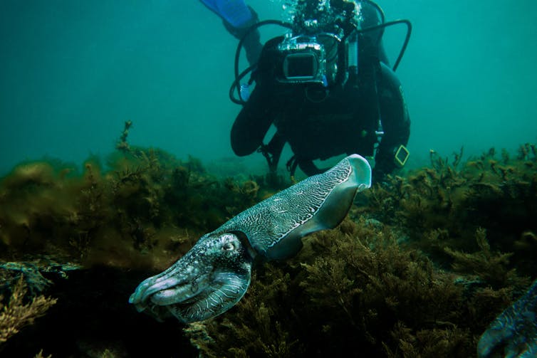 Why we're watching the giant Australian cuttlefish