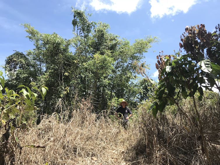 man stands in a clearing of brown grasses amid jungle trees