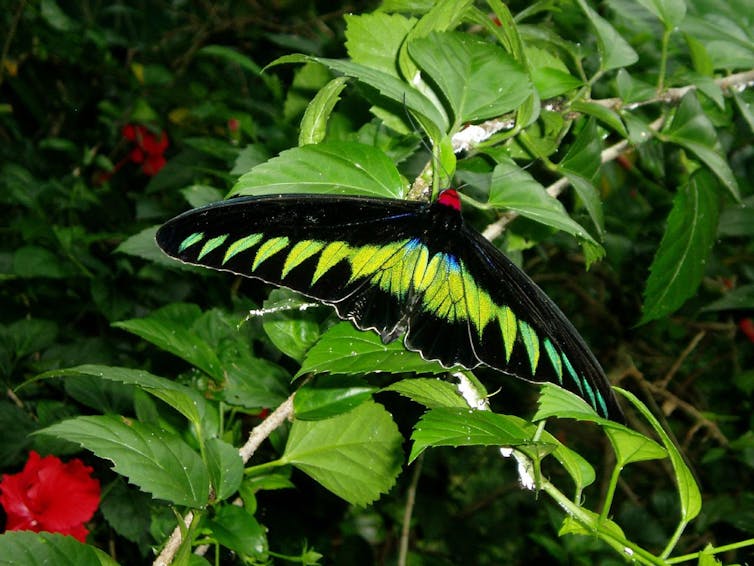 green and black butterfly rests on foliage