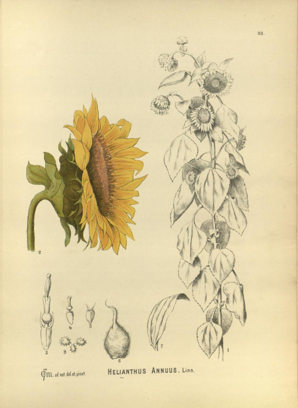 Making Sunlight Liquid A Brief History Of Sunflowers
