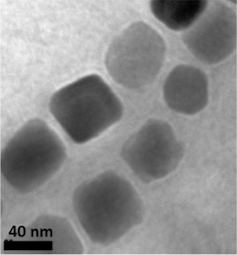 Magnetic bacteria and their unique superpower attract researchers