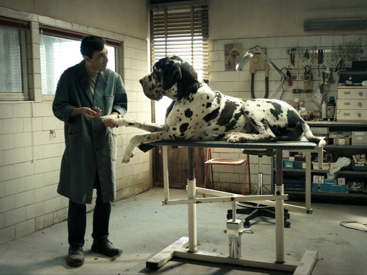 matteo garrone s dogman needs more dogs