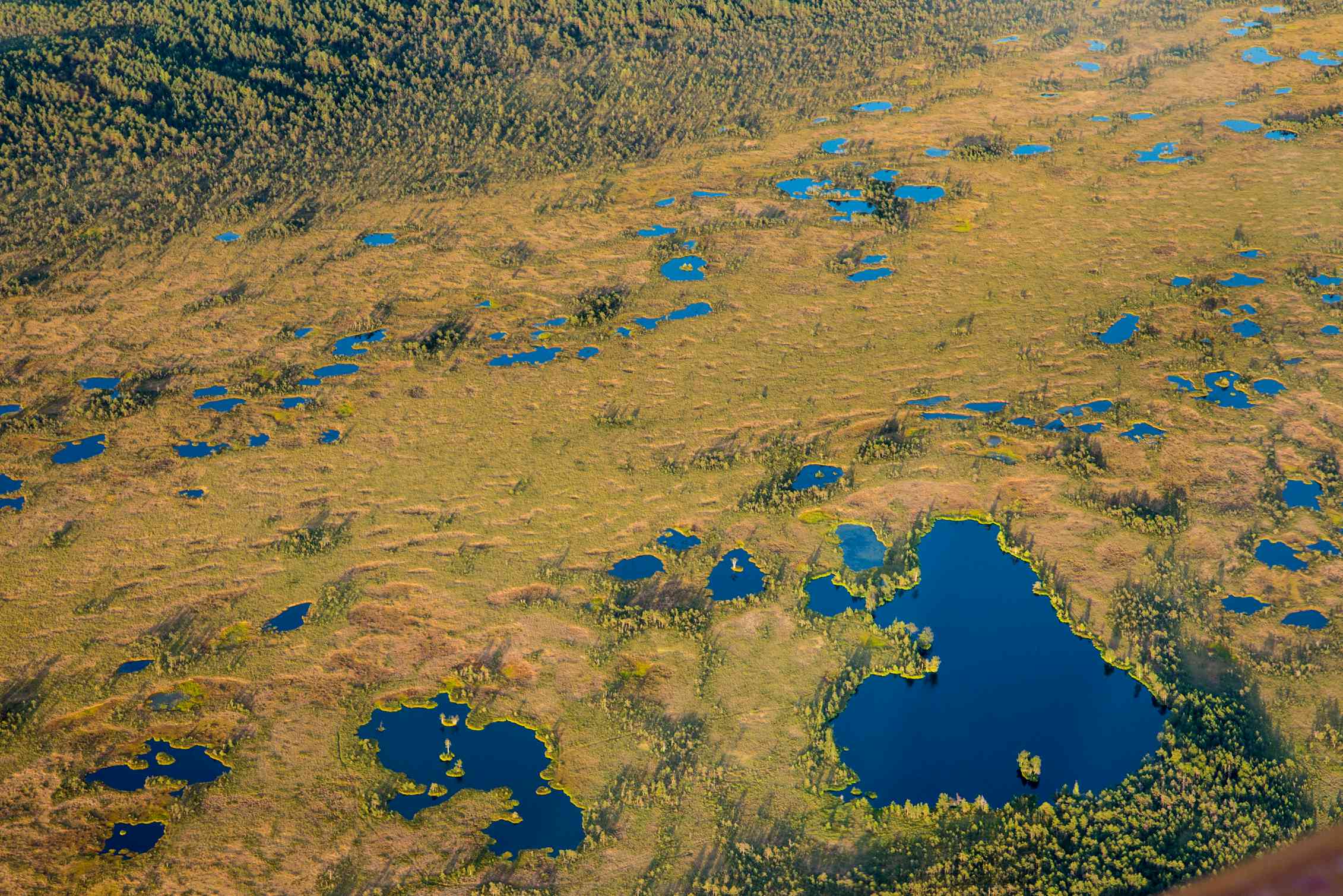 Bogs are unique records of history here #39 s why Bogs are unique records of history here #39 s why
