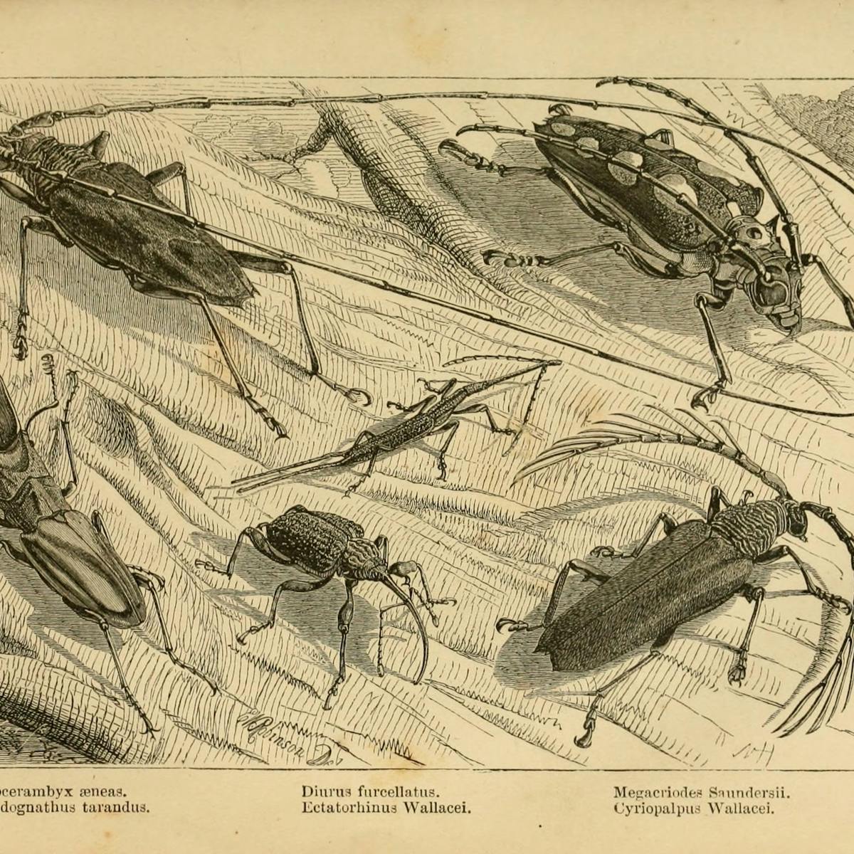 Following Alfred Russel Wallace S Footsteps To Borneo Where He Penned His Seminal Evolution Paper Following Alfred Russel Wallace S Footsteps To Borneo Where He Penned His Seminal Evolution Paper