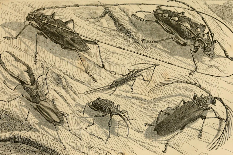 pen and ink drawing of bugs