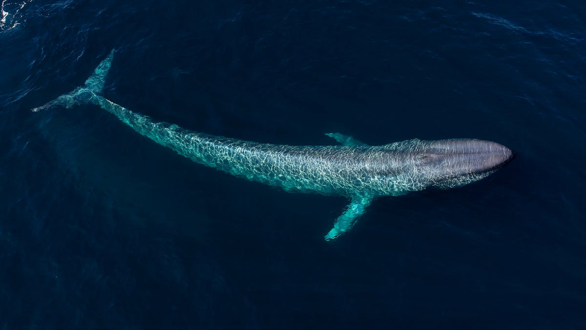Curious Kids What Sea Creature Can Attack And Win Over A Blue Whale