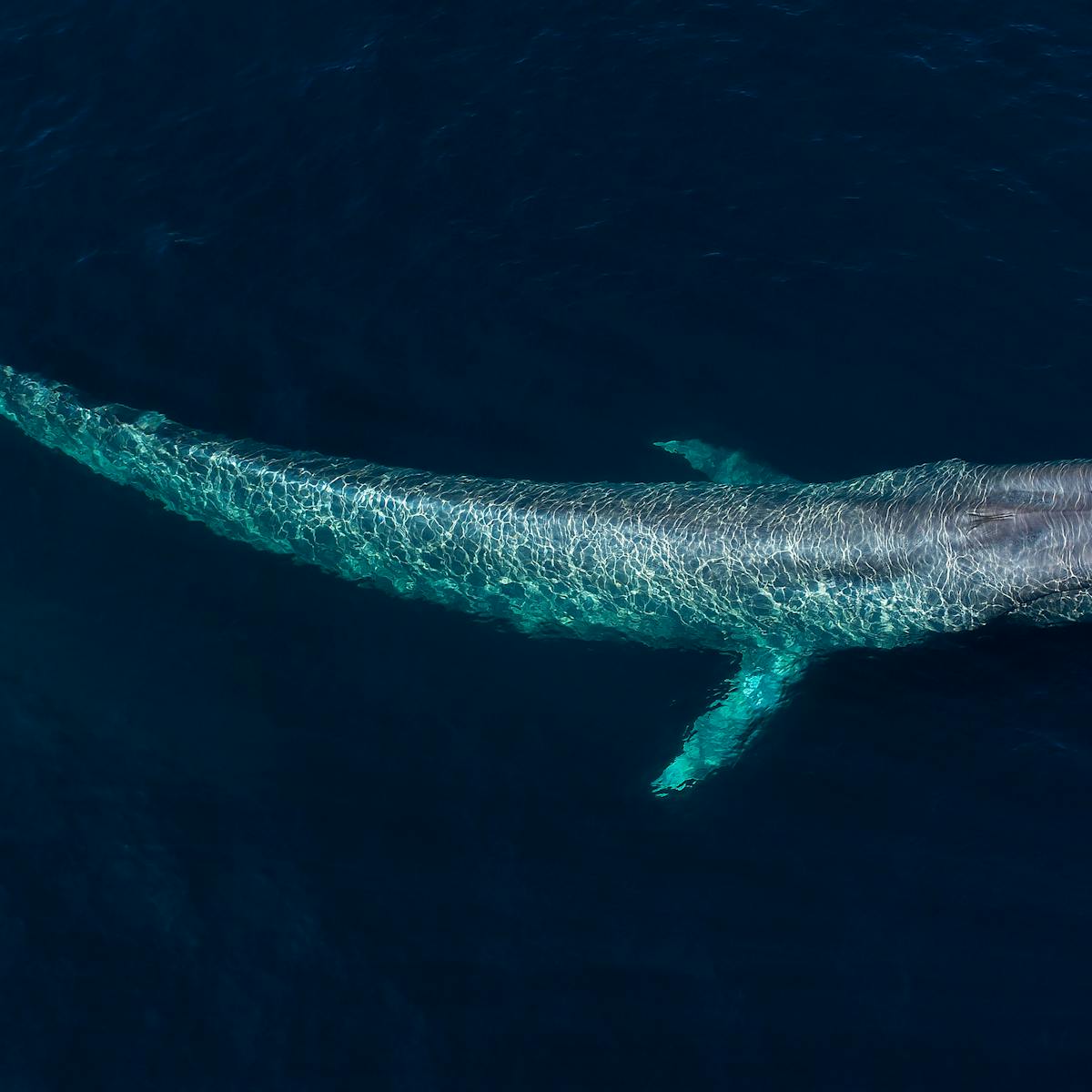 Curious Kids: What sea creature can attack and win over a blue whale?