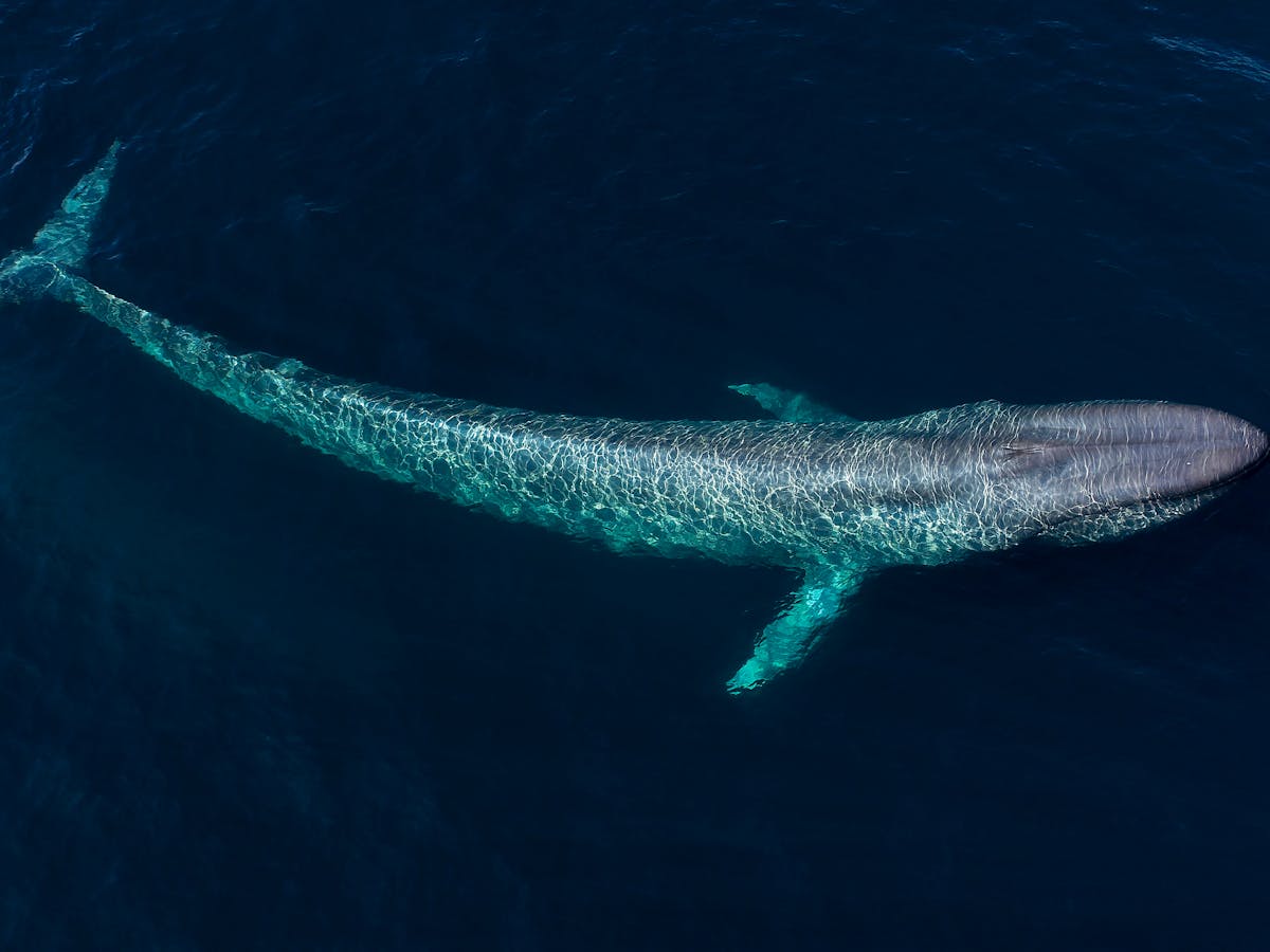 Curious Kids: What sea creature can attack and win over a blue whale?