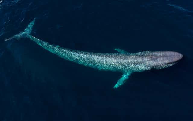 Curious Kids: What sea creature can attack and win over a blue whale?