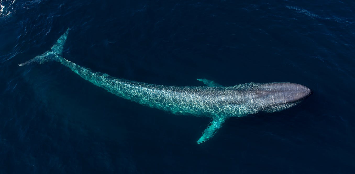 Curious Kids: What sea creature can attack and win over a blue whale?