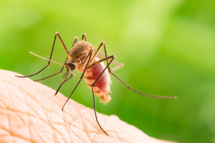 Why Mosquitoes Bite Some People More Than Others