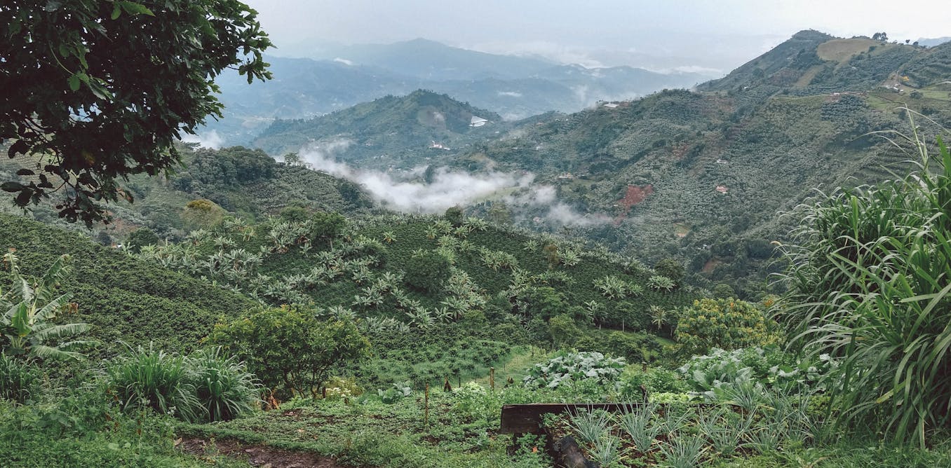 Coffee farmers struggle to adapt to Colombia’s changing climate