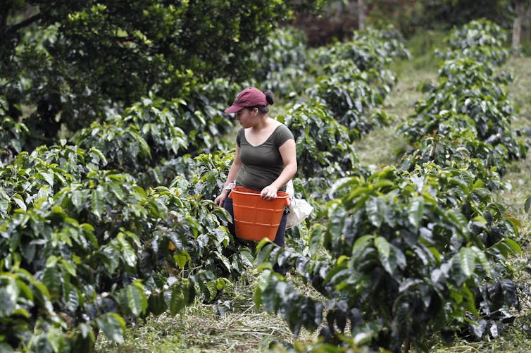 Cafeteros en Colombia luchan por adaptarse a un clima cambiante