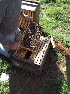 A bee economist explains honey bees' vital role in growing tasty almonds