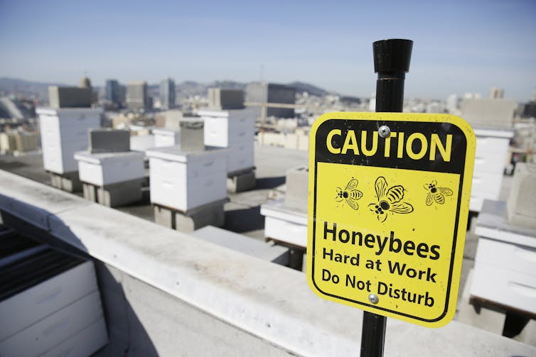 A bee economist explains honey bees' vital role in growing tasty almonds