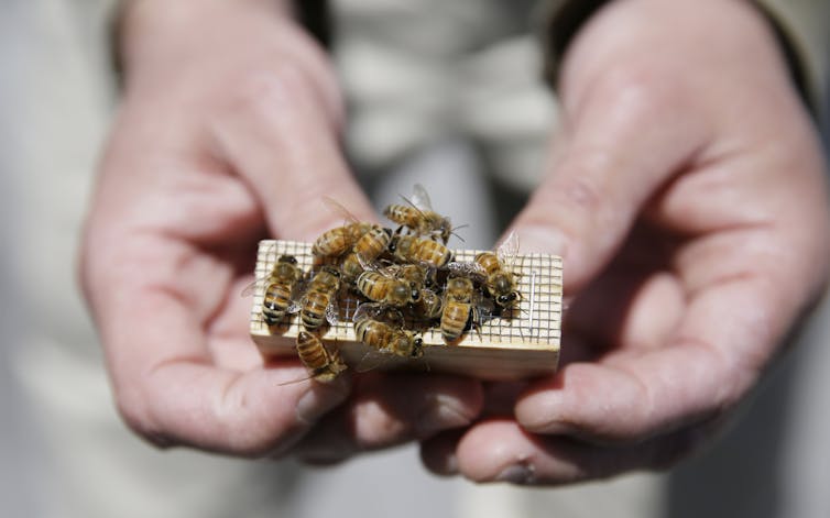 A bee economist explains honey bees' vital role in growing tasty almonds